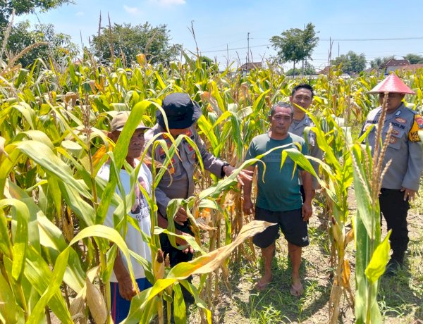 Optimalkan Swasembada Pangan, Polsek Prambon Masifkan Pengelolahan Tanaman Jagung